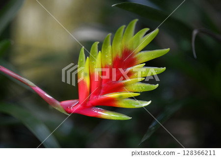 Inko Ananas Inko Ananas 128366211