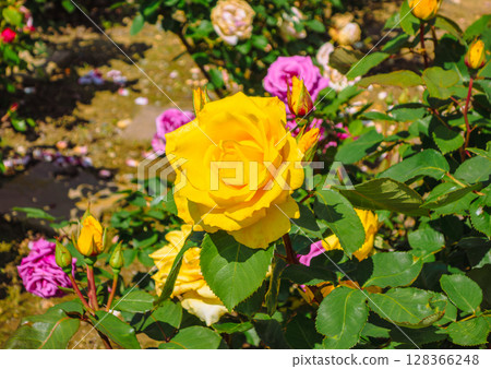 Menuma Roadside Station Rose Garden Rose Flowers 4-1 128366248