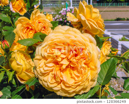 途沼道之站玫瑰園玫瑰花4-2 途沼道之站玫瑰園玫瑰花4-2 128366249