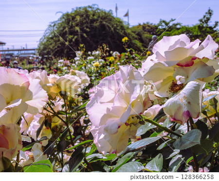 途沼道之站玫瑰園玫瑰花 4-11 128366258