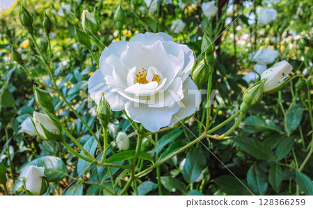 途沼道之站玫瑰園玫瑰花 4-13 128366259