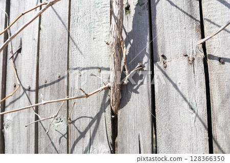 A Camouflaged Lizard gracefully blending seamlessly into a Weathered and Rough Wood Surface 128366350