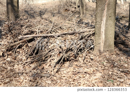 A Natural Shelter Constructed from Sticks and Leaves Found Deep within the Forest 128366353