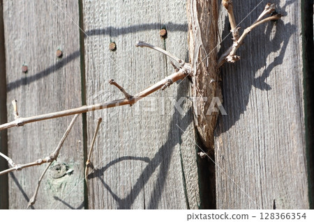 Intricate Shadows of Nature Cast Beautifully on an Earthy Wooden Surface Creation 128366354