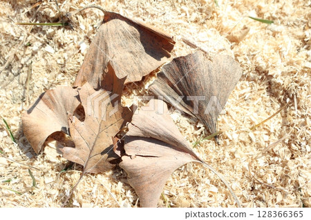 Dried Leaves on the Ground Surrounded by Various Wood Chips in a Peaceful Setting Dried Leaves on the Ground Surrounded by Various Wood Chips in a Peaceful Setting 128366365