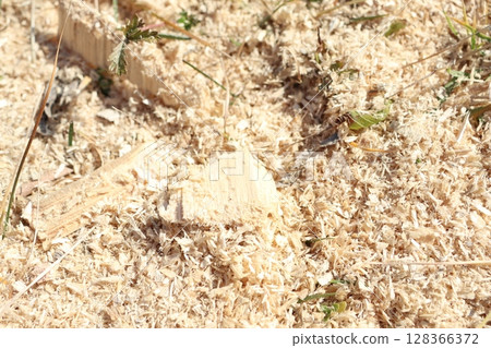 Wood Shavings and Sawdust in the Natural Environment and Their Impact on Ecosystems Wood Shavings and Sawdust in the Natural Environment and Their Impact on Ecosystems 128366372