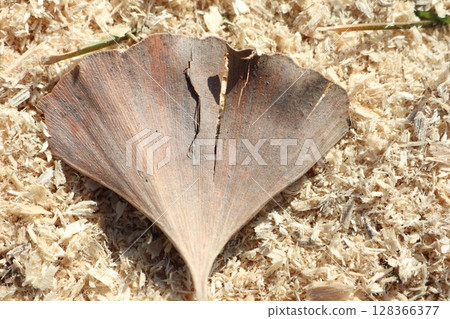 A dried Ginkgo leaf on sawdust creates a stunning visual contrast, showcasing autumns beauty A dried Ginkgo leaf on sawdust creates a stunning visual contrast, showcasing autumns beauty 128366377