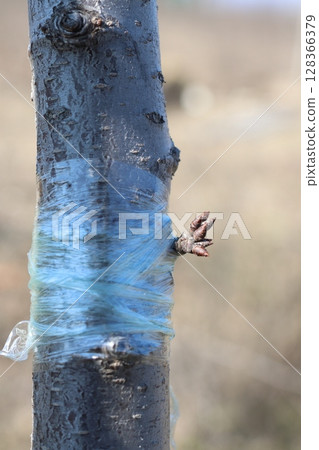 Grafting saplings onto tree branches is a common technique in agriculture and horticulture 128366379