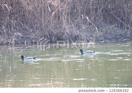 Ducks gracefully swimming in a tranquil and serene pond surrounded by lush greenery 128366382
