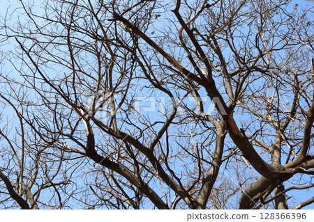 Barren branches silhouetted against a clear and vibrant blue sky create a serene atmosphere 128366396