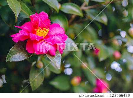 紅山茶花-21 128366429