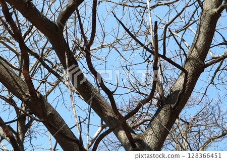 Bare tree branches gracefully stretch against a clear and vibrant blue sky above Bare tree branches gracefully stretch against a clear and vibrant blue sky above 128366451