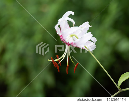 花瓣為白色，帶有紅色斑點的鹿子百合 128366454