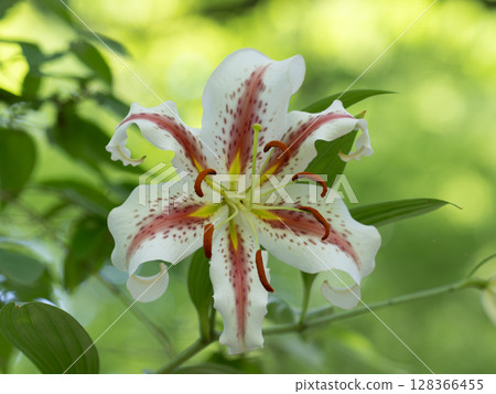 Lilies of the valley blooming in a Japanese summer forest 128366455