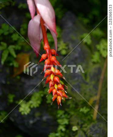 Coral Ananas Coral Ananas 128366533