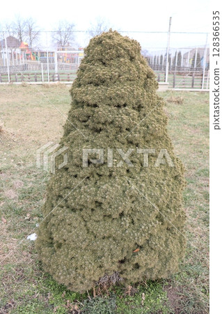 A beautifully unique shaped evergreen tree stands tall in an expansive open field 128366535