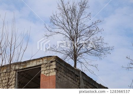 A Tree is Growing Vigorously from an Abandoned Building Set Against a Beautiful Blue Sky A Tree is Growing Vigorously from an Abandoned Building Set Against a Beautiful Blue Sky 128366537