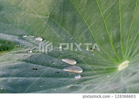 荷葉表面，水滴彈跳 128366603