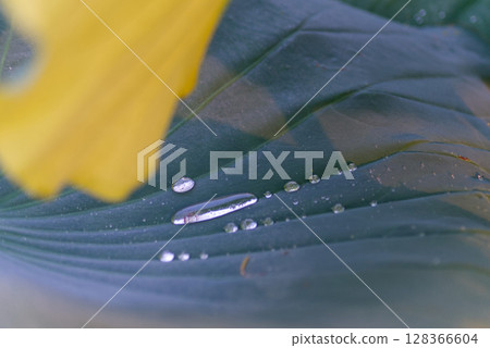 Droplets of dew shining on a lotus leaf 128366604