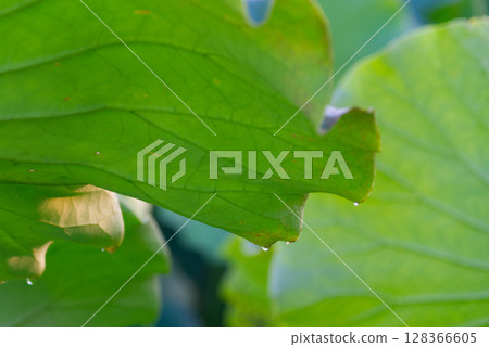 清晨的露珠從荷葉上滴落 128366605