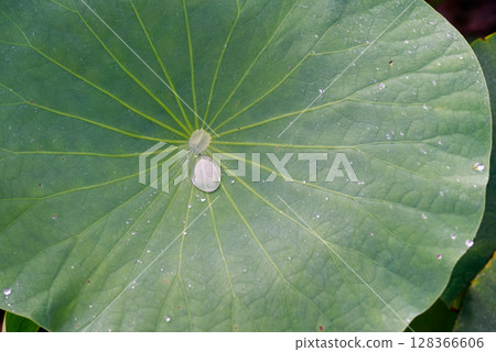 Lotus veins and splashing water droplets 128366606