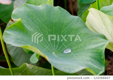 蓮花上的夜露 128366607