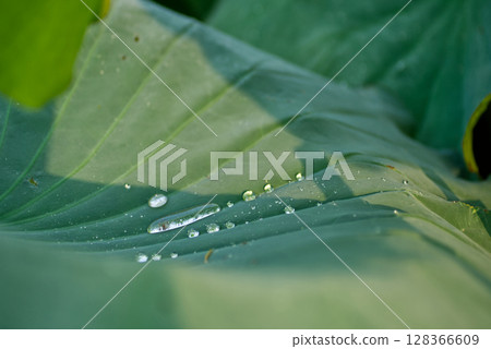 荷葉中積聚的水滴 荷葉中積聚的水滴 128366609