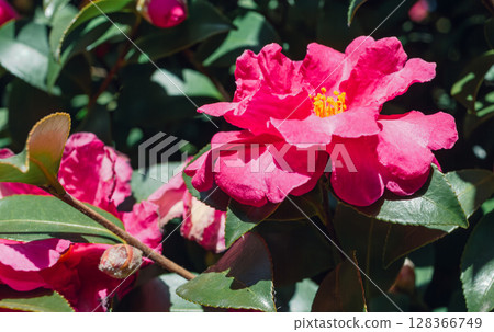 紅山茶花-12 紅山茶花-12 128366749