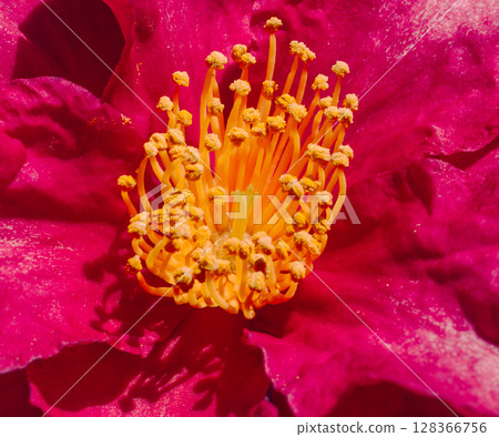 紅山茶花-18 紅山茶花-18 128366756