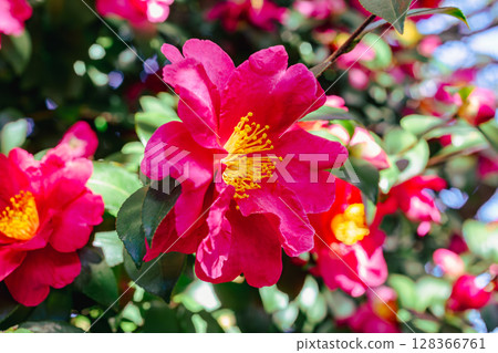 紅山茶花 - 41 紅山茶花 - 41 128366761