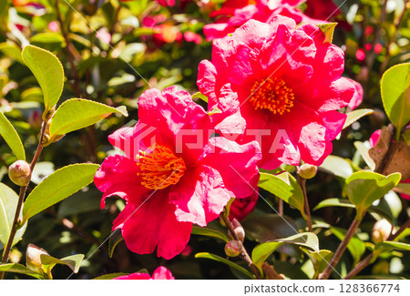 紅山茶花 - 53 128366774