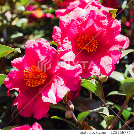 Red camellia flower - 54 Red camellia flower - 54 128366775