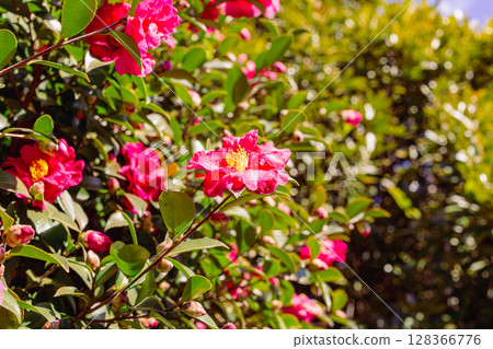 紅山茶花 - 55 128366776