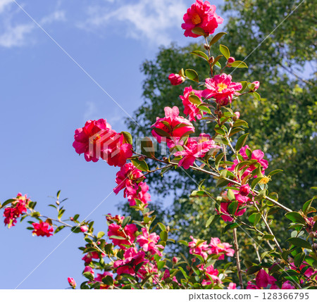 紅山茶花 - 73 128366795