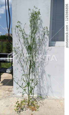 A Tall Weedy Plant is Flourishing Vibrantly Next to a Wall in the Backyard Landscape Setting 128366806