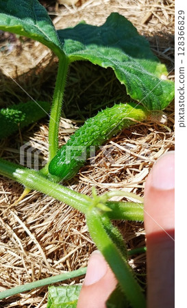A cucumber is growing in the garden, thriving in its environment, nurtured with care 128366829