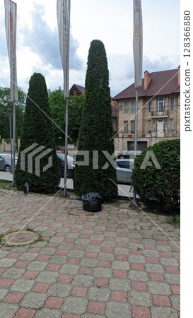 Stylishly Shaped Topiary Trees Grace the Urban Landscape with Their Artistic Charm and Elegance 128366880