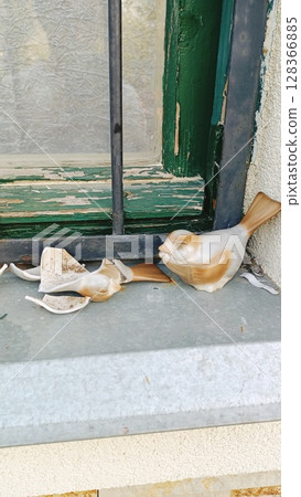 A beautiful exploration of natural decay Broken shells displayed gracefully on a windowsill 128366885