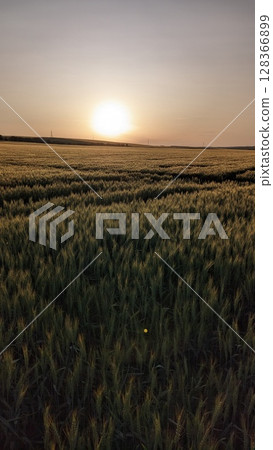 Golden Wheat Fields at Sunrise A Serene and Tranquil Agricultural Landscape at Dawn Golden Wheat Fields at Sunrise A Serene and Tranquil Agricultural Landscape at Dawn 128366899