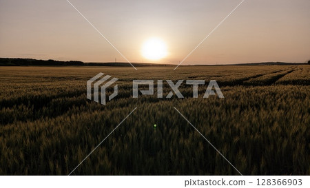 A Golden Wheat Field Captured Beautifully at Sunset, Radiating Warmth and Serenity 128366903