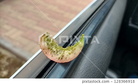 A closeup of a vibrant green leaf against a car window, showcasing intricate details 128366918