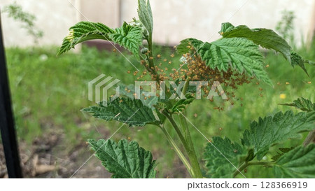 Closeup observation of insect infestation on green leaves highlights affected plants and ecosystem Closeup observation of insect infestation on green leaves highlights affected plants and ecosystem 128366919