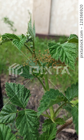 Emerging Green Vines and Leaves Flourishing in A Vibrant Garden That Showcases Natures Beauty 128366920