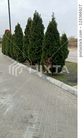 Lush, green evergreen hedges are beautifully lining the sidewalk, creating a serene atmosphere 128366927