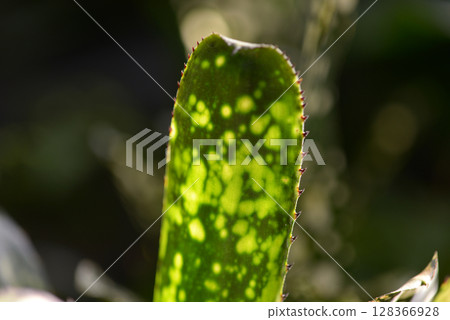 Billbergia 128366928