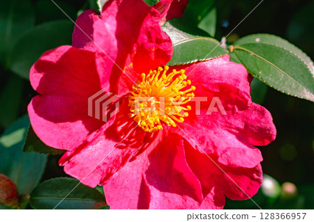 Red camellia flower - 37 Red camellia flower - 37 128366957