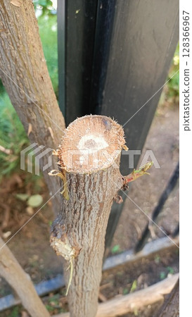 Cut Down a Tree Branch That Displays Fresh Growth in an Urban Environment for Context 128366967