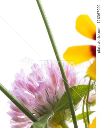 多摩川夏日野花插花 128367001