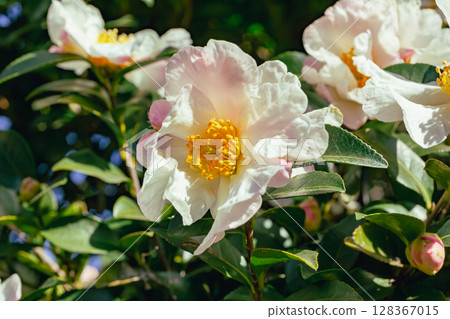 白山茶花-3 白山茶花-3 128367015