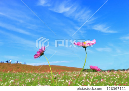 Cosmos cosmos shining in the autumn sky 128367111